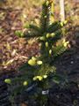 Picea pungens Maigold Świerk kłujący